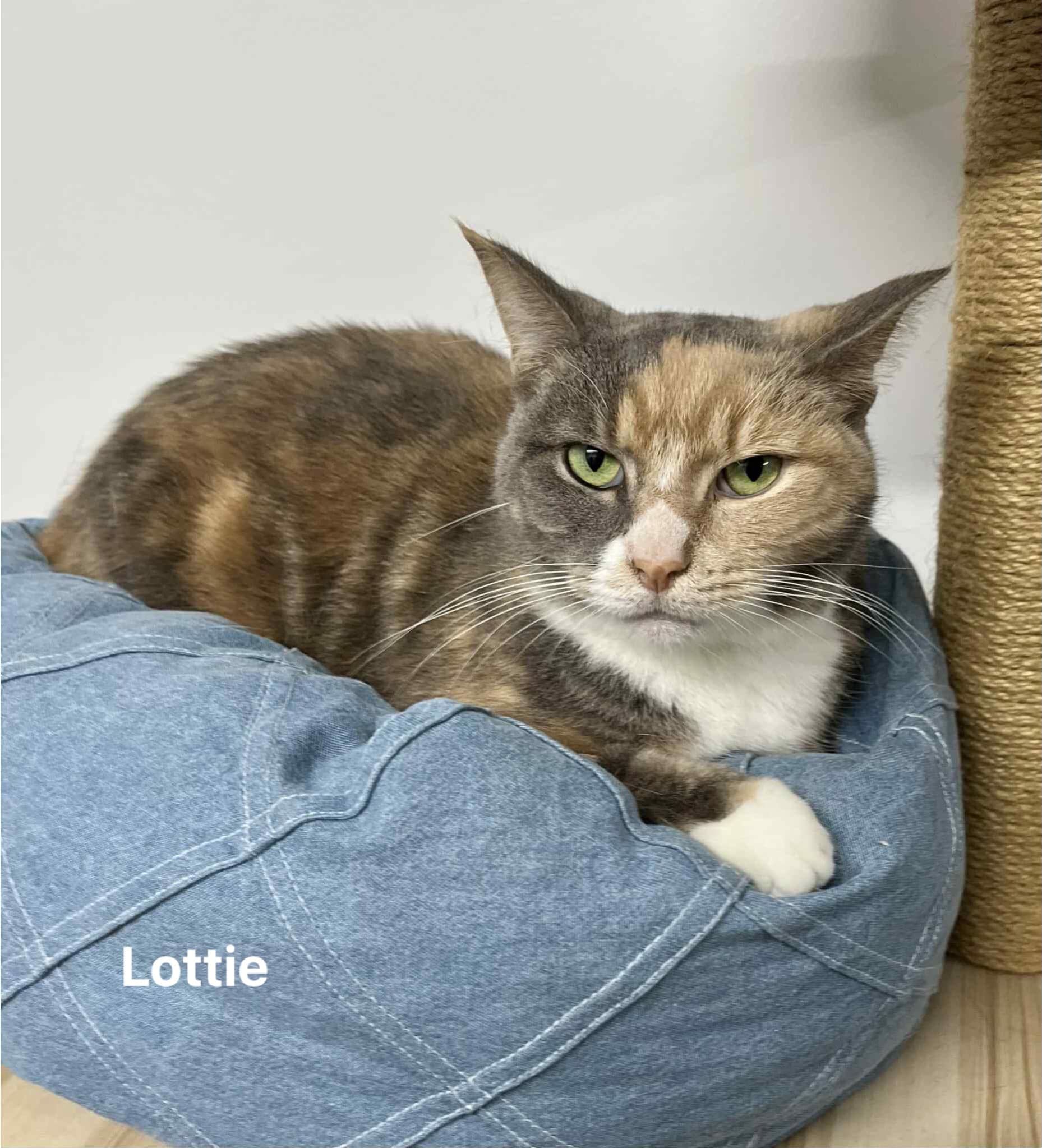 Lottie Lottie